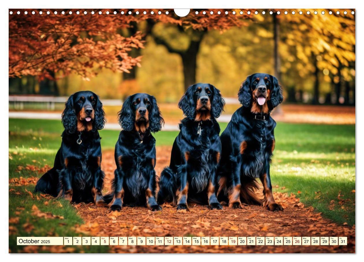 Bild: 9781325979608 | Gordon Setter - elegant powerhouse (Wall Calendar 2025 DIN A3...