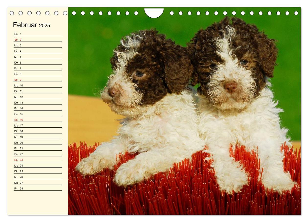 Bild: 9783435545292 | Lagotto Romagnolo - Italienischer Trüffelhund (Wandkalender 2025...