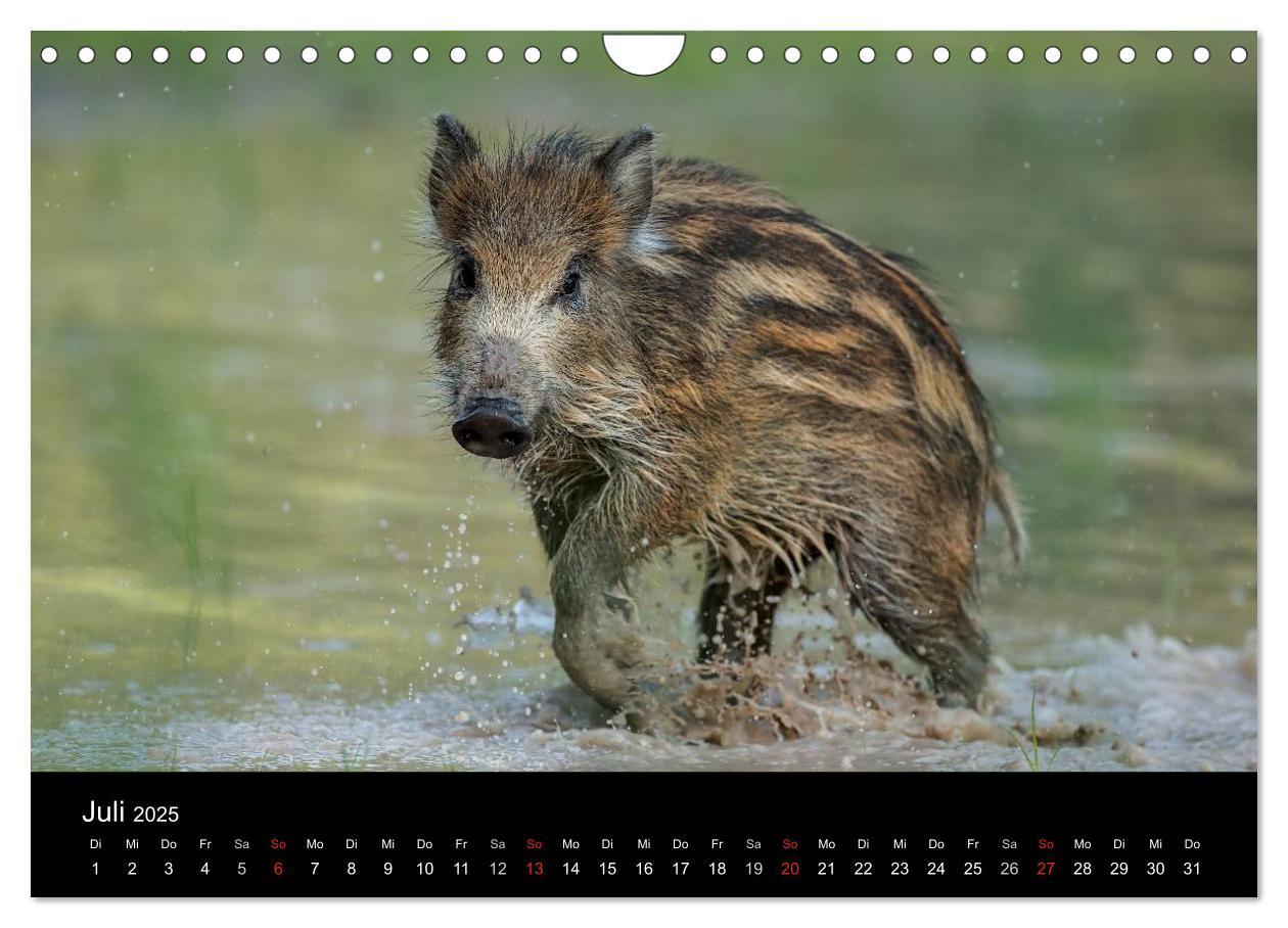 Bild: 9783435537358 | Kleine Schweinereien (Wandkalender 2025 DIN A4 quer), CALVENDO...