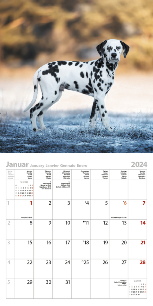 Bild: 9783731869153 | Dogs 2024 | Korsch Verlag | Kalender | Englisch Broschur | 13 S.