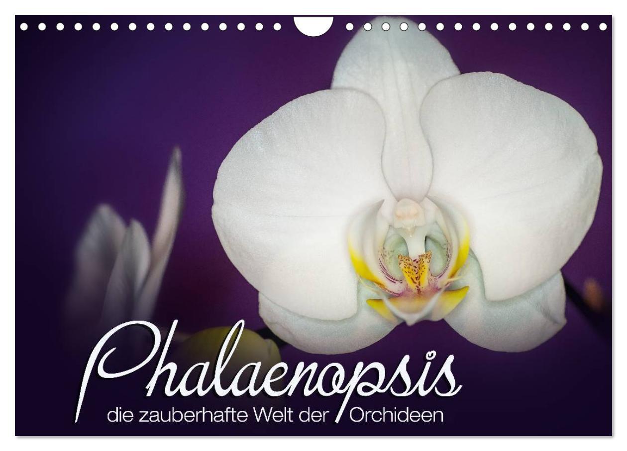 Cover: 9783435689750 | Phalaenopsis - die zauberhafte Welt der Orchideen (Wandkalender...