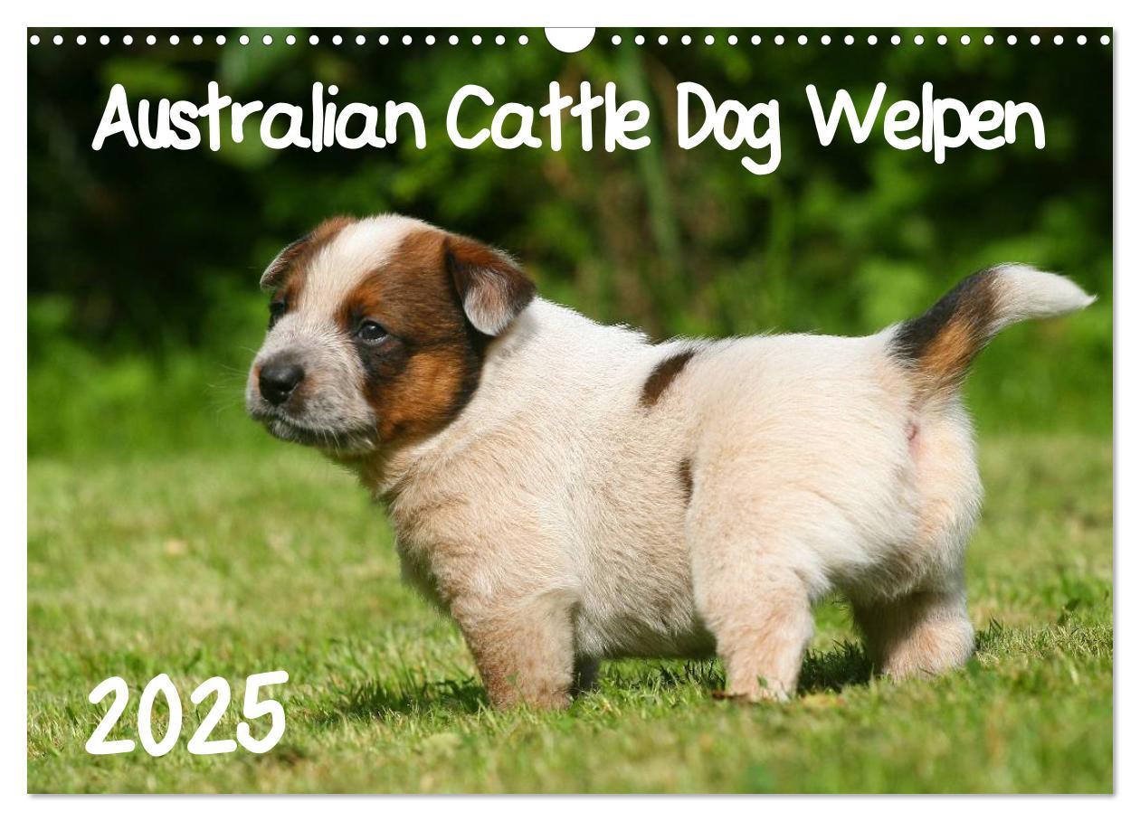 Cover: 9783435749539 | Australian Cattle Dog Welpen (Wandkalender 2025 DIN A3 quer),...