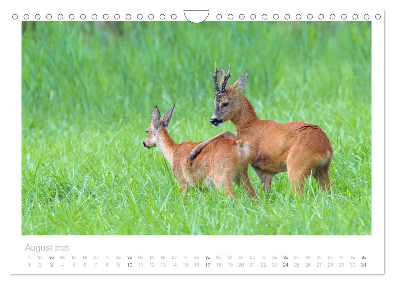 Bild: 9783435111107 | Rehwild 2025 (Wandkalender 2025 DIN A4 quer), CALVENDO Monatskalender