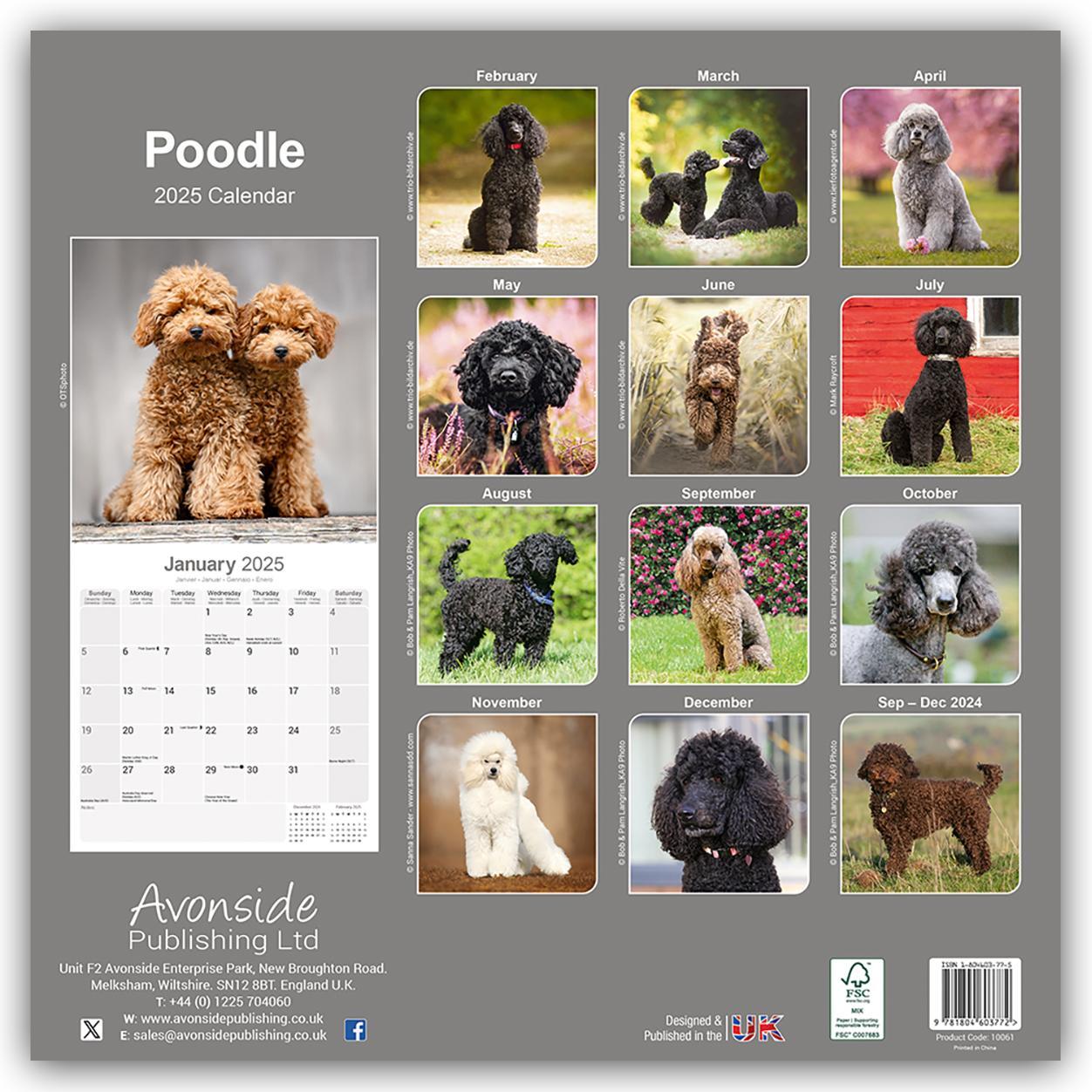 Rückseite: 9781804603727 | Papillon 2025 - 16-Monatskalender | Avonside Publishing Ltd | Kalender