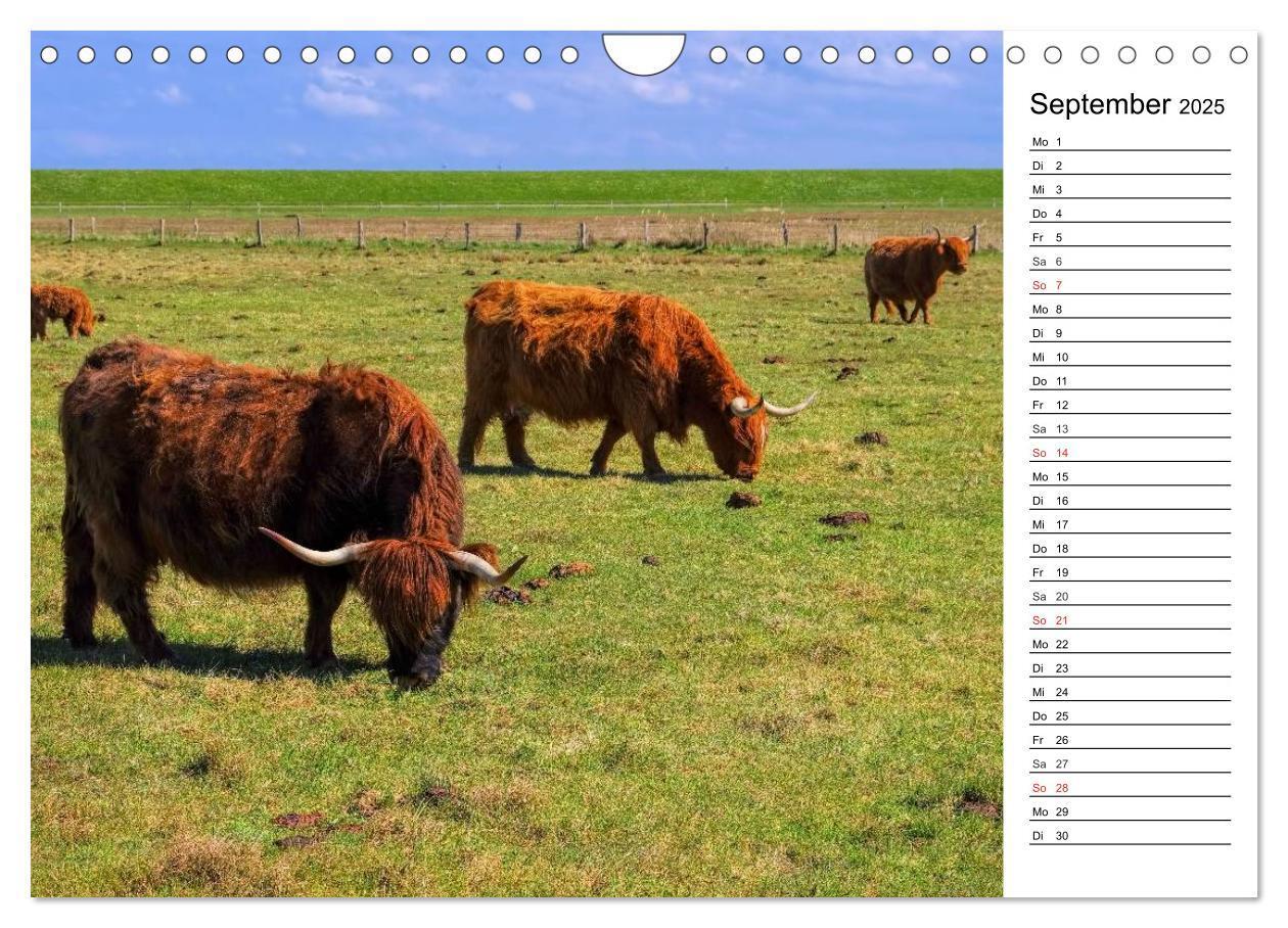 Bild: 9783435535903 | Langeoog - Schönste Insel Ostfrieslands (Wandkalender 2025 DIN A4...