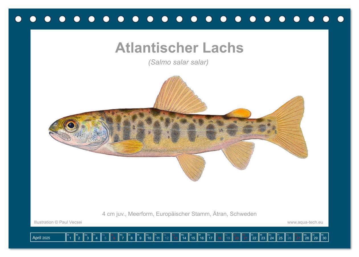 Bild: 9783383772559 | Fisch als Kunst 2025: Atlantische Lachse (Tischkalender 2025 DIN A5...