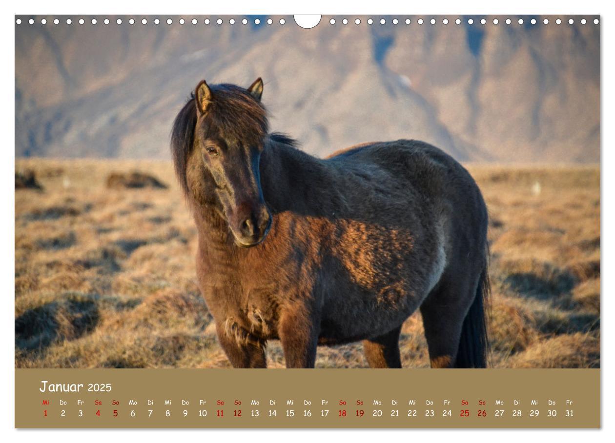 Bild: 9783435071814 | Das Islandpferd (Wandkalender 2025 DIN A3 quer), CALVENDO...