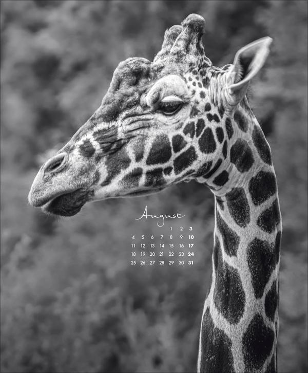 Bild: 9783731880011 | WildLife 2025 | Korsch Verlag | Kalender | 14 S. | Deutsch | 2025