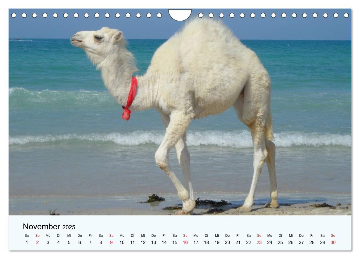 Bild: 9783435483846 | Die Kameliden. Hübsche Kamele, Lamas und Alpakas (Wandkalender 2025...