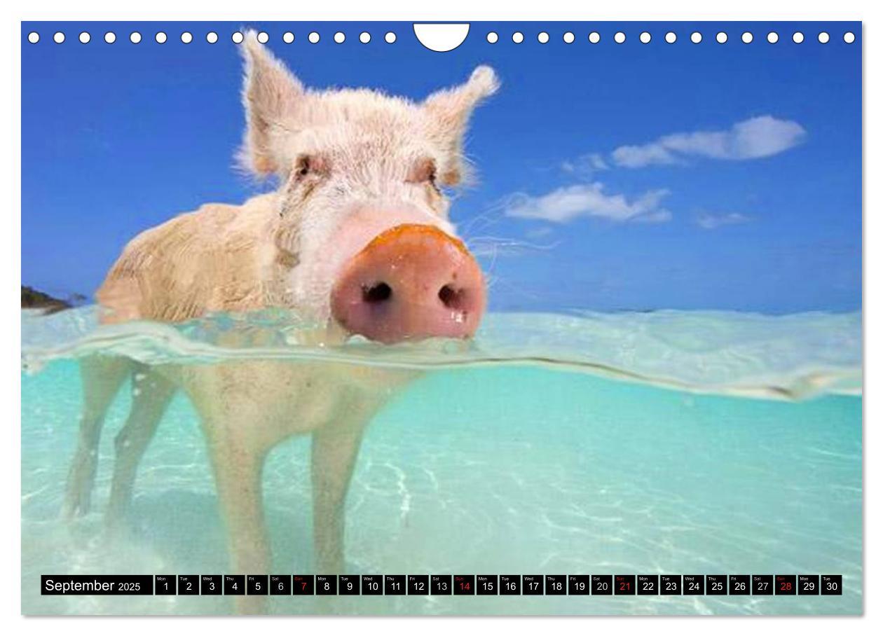 Bild: 9781325994007 | The Swimming Pigs of Bahamas (Wall Calendar 2025 DIN A4 landscape),...