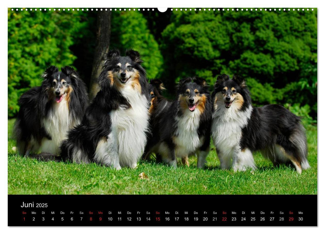 Bild: 9783435767892 | Sheltie 2025 (Wandkalender 2025 DIN A2 quer), CALVENDO Monatskalender