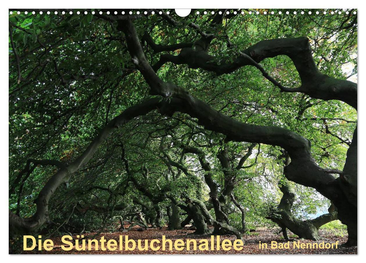 Cover: 9783383294266 | Die Süntelbuchenallee von Bad Nenndorf (Wandkalender 2024 DIN A3...