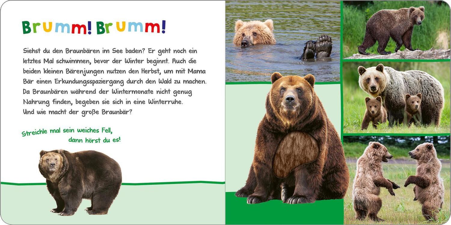 Bild: 9783845853581 | Hör mal rein, wer kann das sein? - Tiere im Herbst | Buch | 12 S.