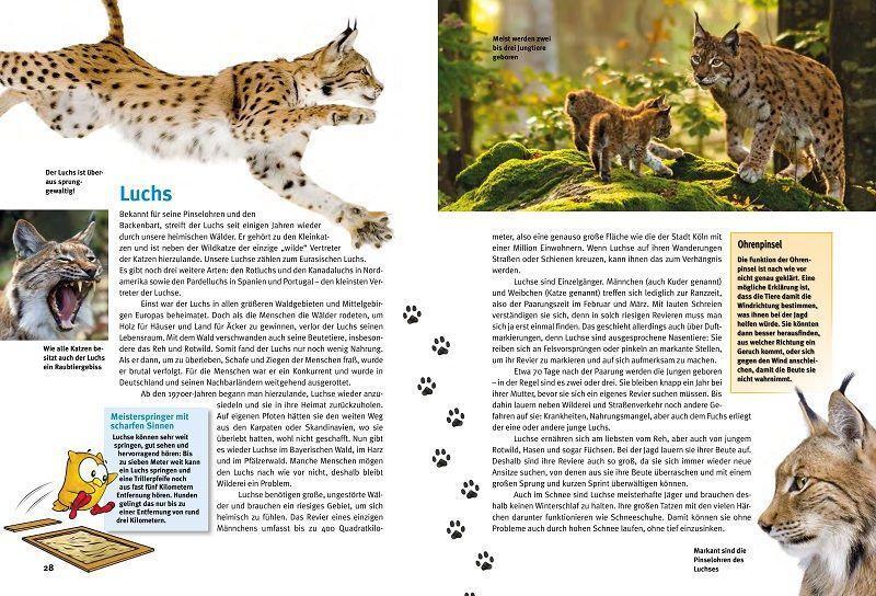 Bild: 9783866594852 | Entdecke heimische Wildtiere | Wiesent, Luchs &amp; Co | Klose (u. a.)