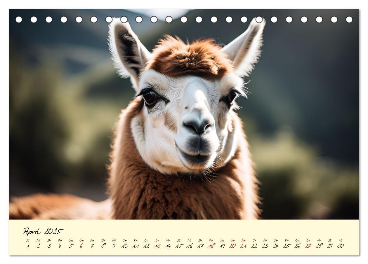 Bild: 9783457189641 | Alpakas, die sanften Andenbewohner (Tischkalender 2025 DIN A5...