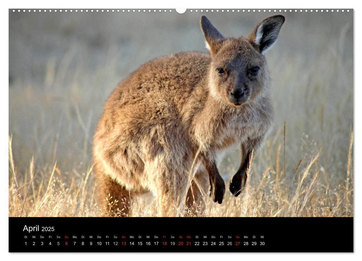 Bild: 9783435815333 | Australien (Wandkalender 2025 DIN A2 quer), CALVENDO Monatskalender