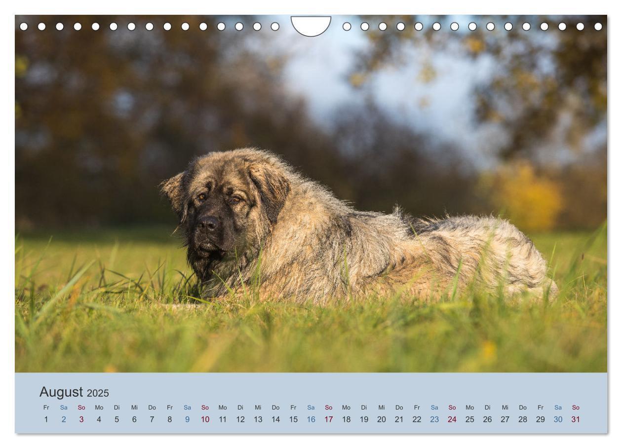 Bild: 9783435046553 | Kaukasischer Owtscharka (Wandkalender 2025 DIN A4 quer), CALVENDO...