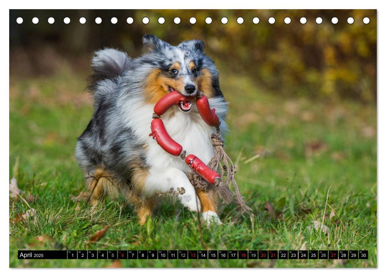 Bild: 9783435568758 | Traumhund Sheltie (Tischkalender 2025 DIN A5 quer), CALVENDO...