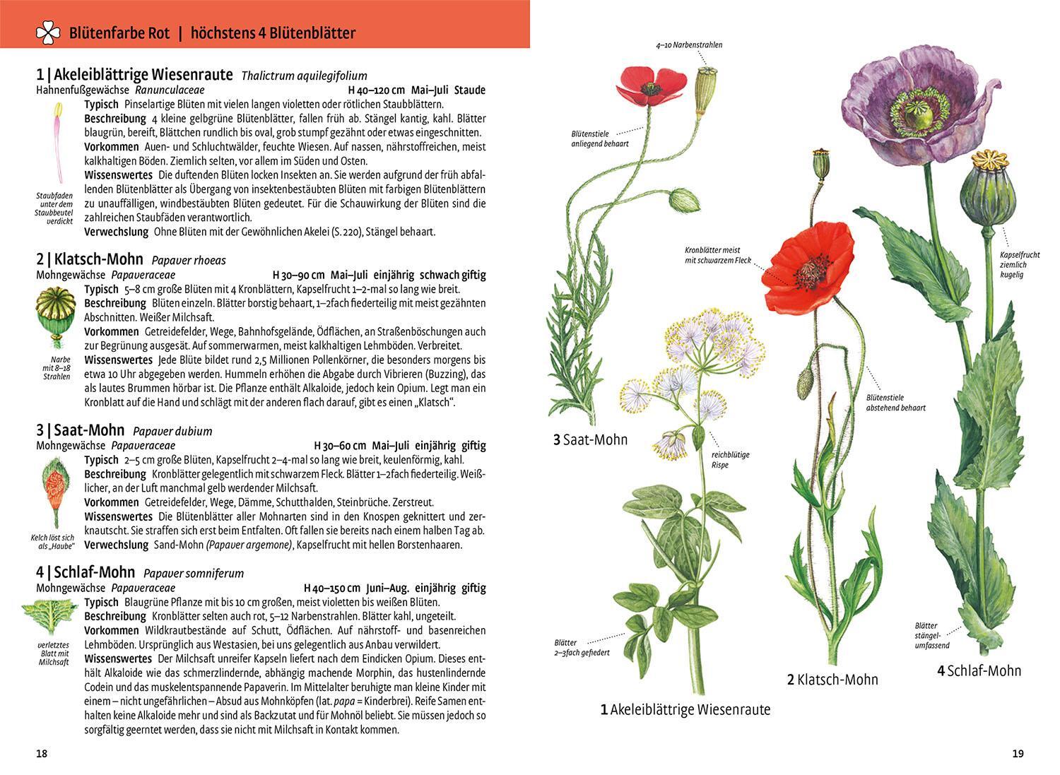 Bild: 9783440170731 | Was blüht denn da - Original | Margot Spohn | Taschenbuch | 496 S.