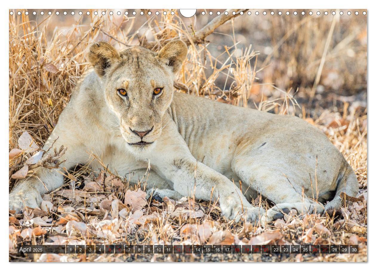 Bild: 9783435424030 | Safari in Tansania (Wandkalender 2025 DIN A3 quer), CALVENDO...