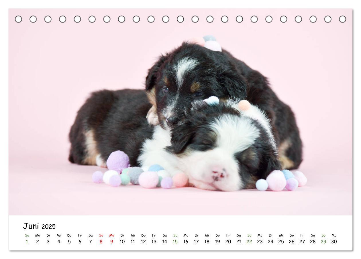 Bild: 9783435322923 | Baby Pfoten (Tischkalender 2025 DIN A5 quer), CALVENDO Monatskalender