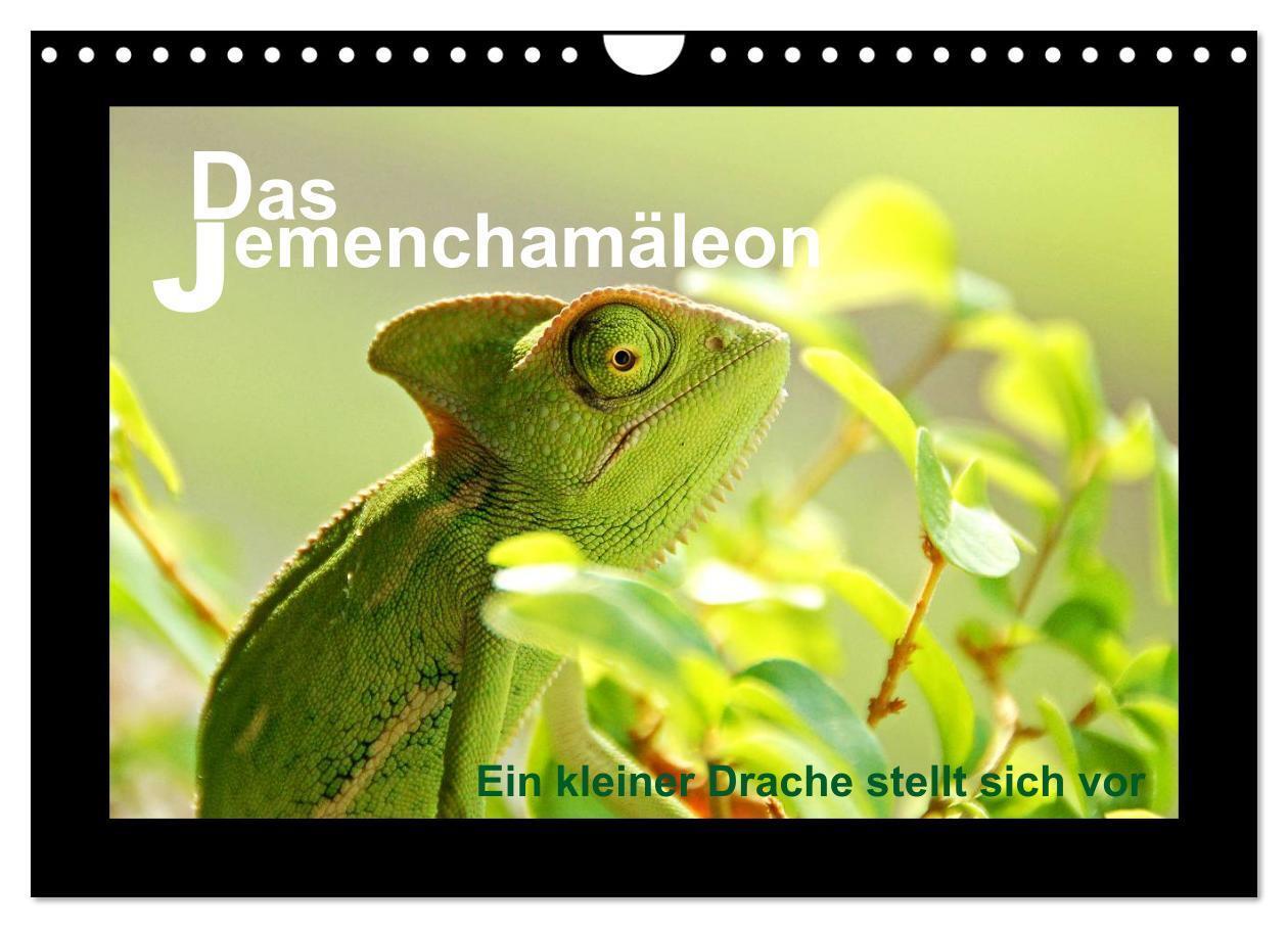 Cover: 9783435759347 | Das Jemenchamäleon (Wandkalender 2025 DIN A4 quer), CALVENDO...