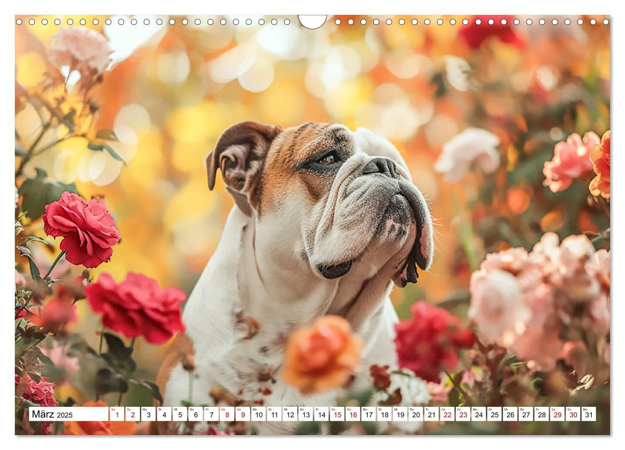 Bild: 9783383808067 | Englische Bulldoggen im Blütenmeer (Wandkalender 2025 DIN A3 quer),...