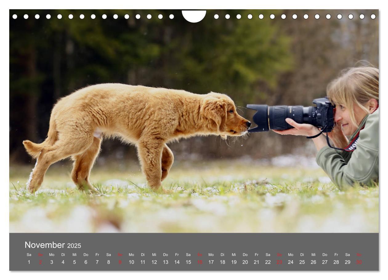 Bild: 9783435307791 | Chesley Kleiner Hund grosse Abenteuer (Wandkalender 2025 DIN A4...