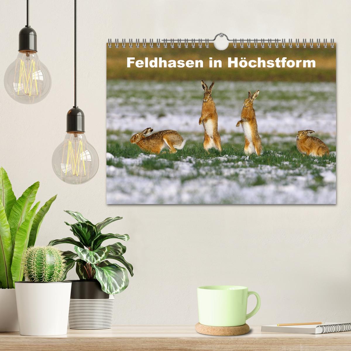 Bild: 9783383944185 | Feldhasen in Höchstform (Wandkalender 2025 DIN A4 quer), CALVENDO...