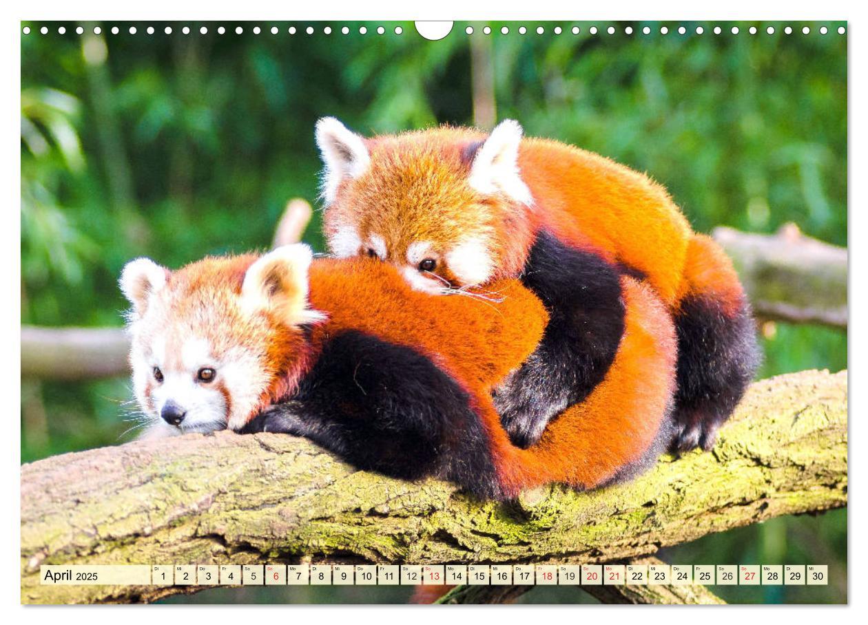 Bild: 9783435178353 | Roter Panda. Die superknuddeligen Katzenbären (Wandkalender 2025...