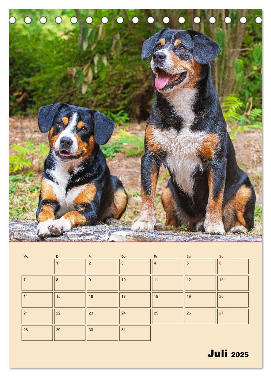 Bild: 9783435944408 | Jahresplaner Entlebucher Sennenhund (Tischkalender 2025 DIN A5...