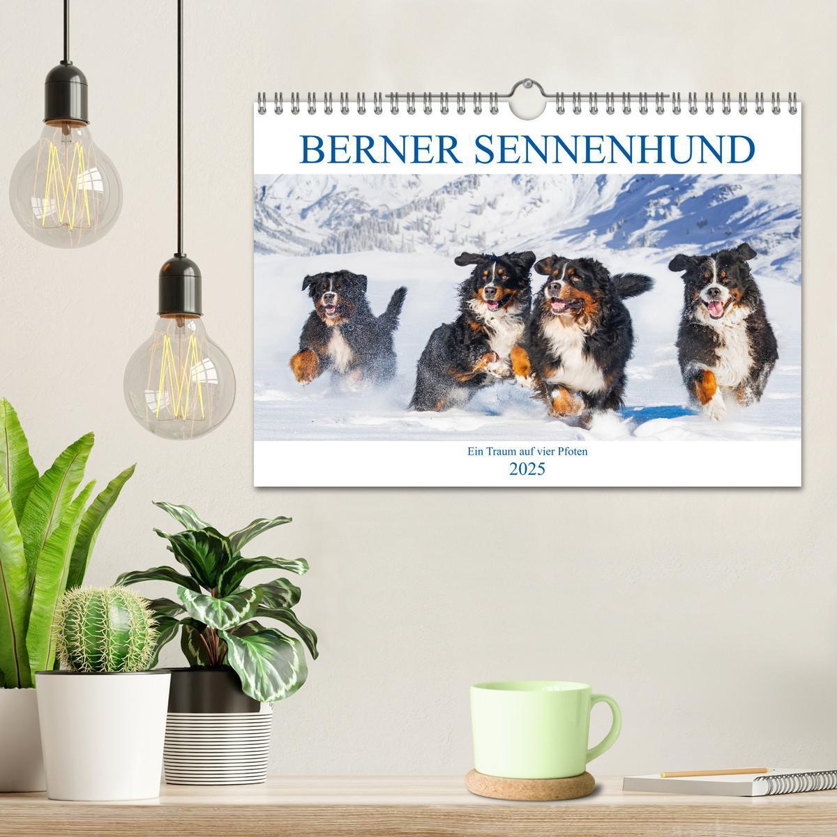 Bild: 9783435050321 | Berner Sennenhund - Ein Traum auf vier Pfoten (Wandkalender 2025...