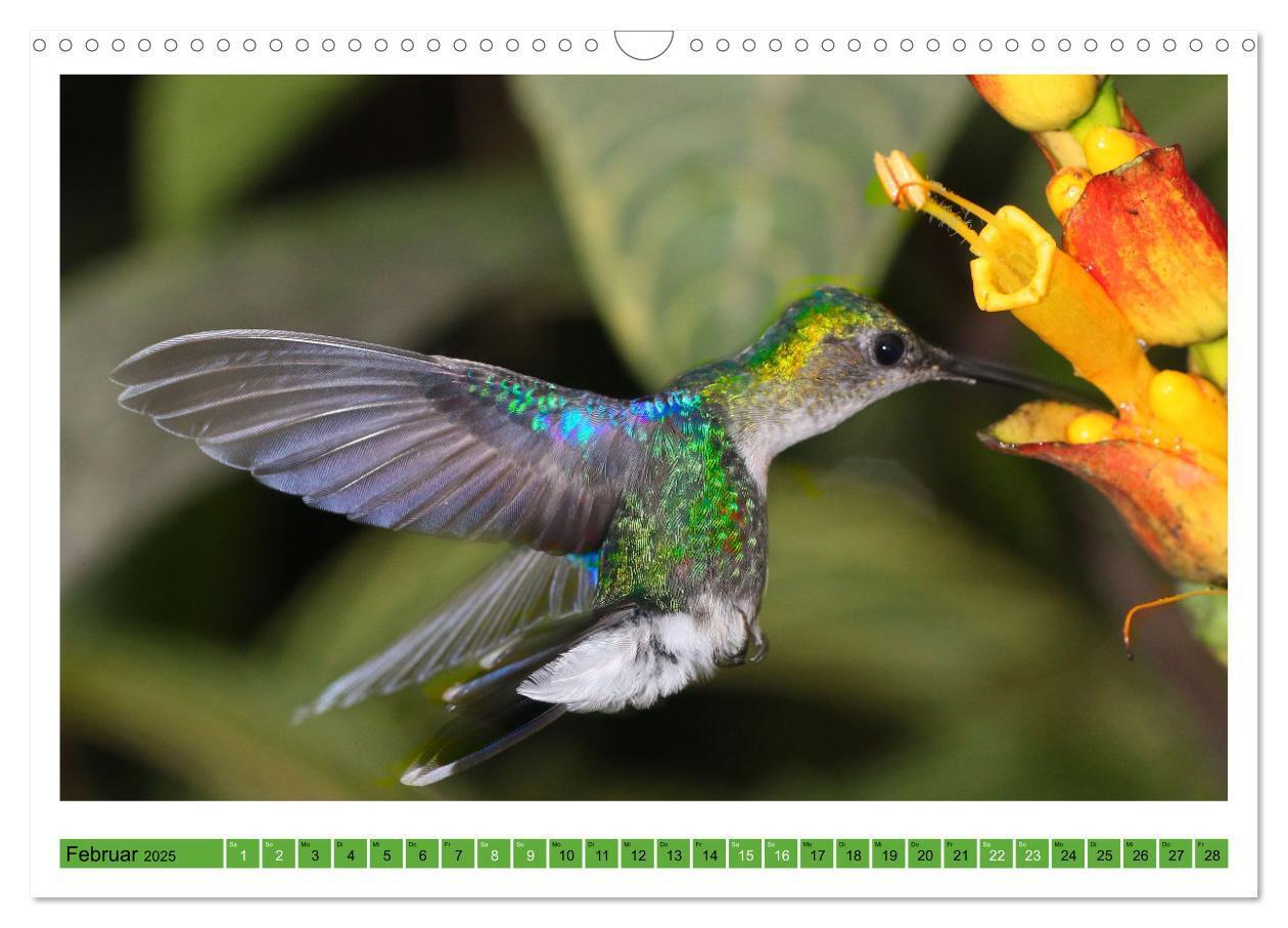 Bild: 9783435428335 | Kolibris; Anmut, Schönheit, Farben (Wandkalender 2025 DIN A3 quer),...