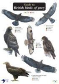 Cover: 9781851532827 | Norman, S: Guide to British Birds of Prey | Simon Norman (u. a.)