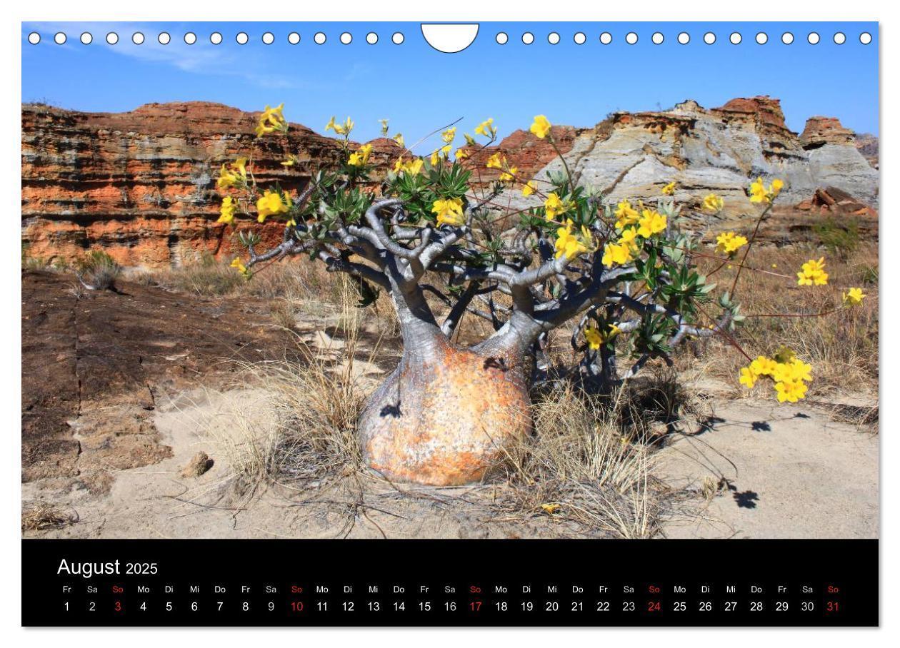 Bild: 9783435484003 | Abenteuer Madagaskar (Wandkalender 2025 DIN A4 quer), CALVENDO...