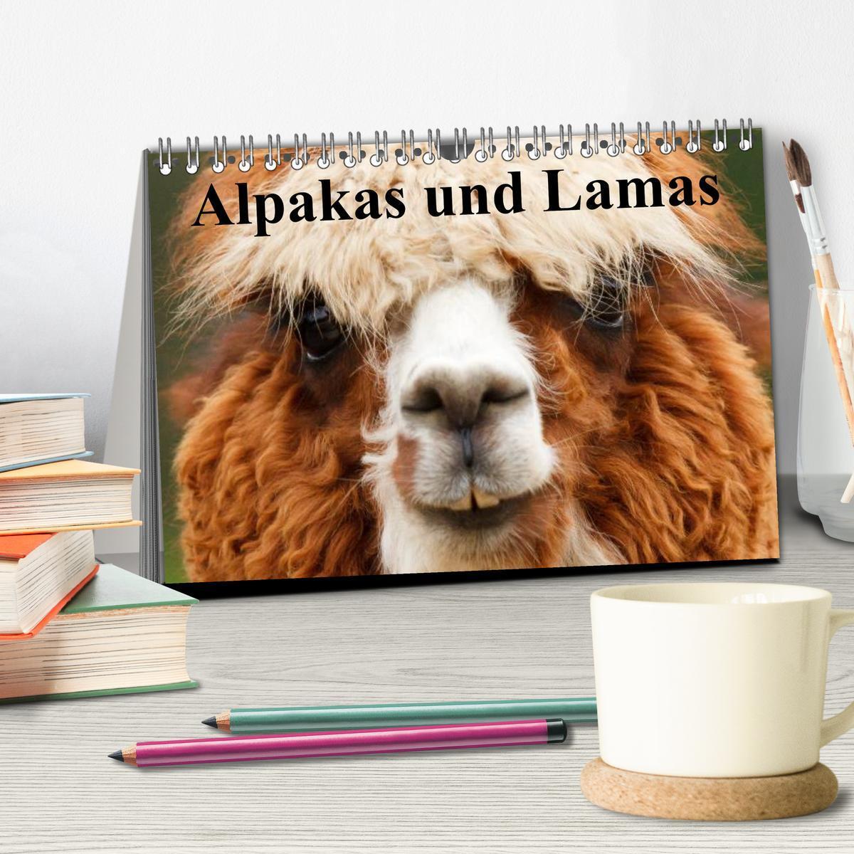 Bild: 9783435730926 | Alpakas und Lamas (Tischkalender 2025 DIN A5 quer), CALVENDO...