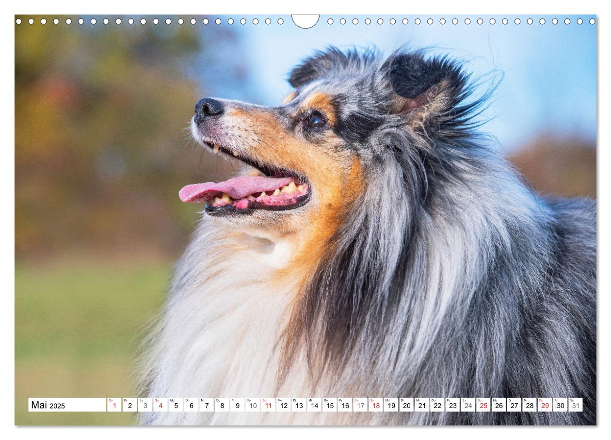 Bild: 9783435131648 | Hütehund der Shetland Inseln - Shetland Sheepdog (Wandkalender 2025...