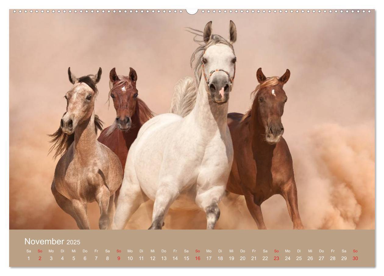 Bild: 9783435677948 | Pferde ¿ Araber im Wüstensand (hochwertiger Premium Wandkalender...