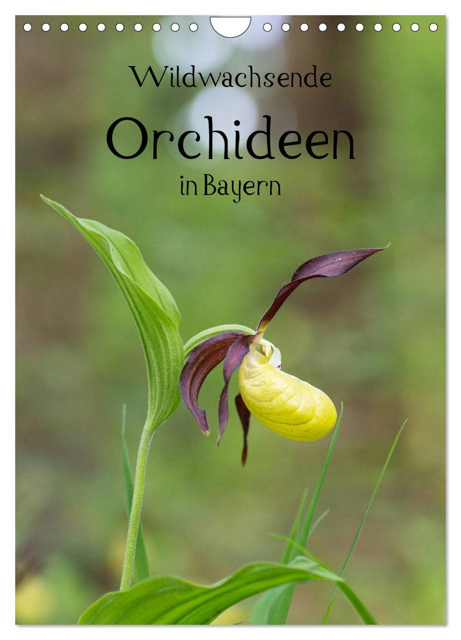 Cover: 9783383084690 | Wildwachsende Orchideen in Bayern (Wandkalender 2024 DIN A4 hoch),...