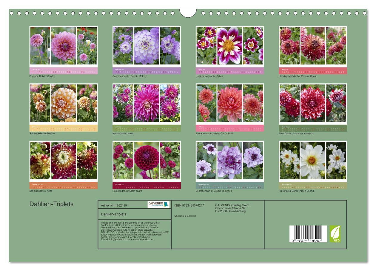 Bild: 9783435376247 | Dahlien-Triplets (Wandkalender 2025 DIN A3 quer), CALVENDO...