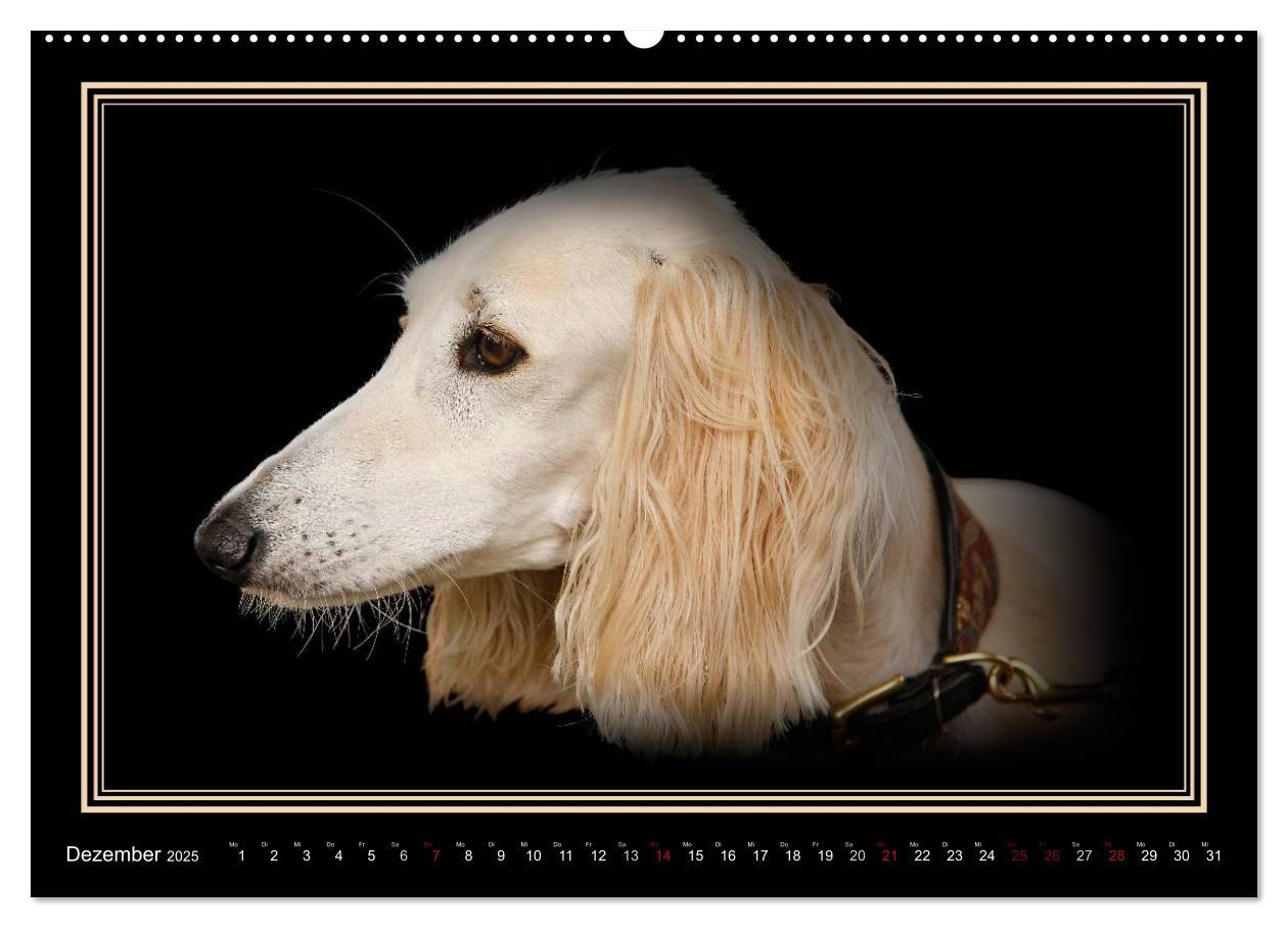 Bild: 9783383823886 | Saluki 2025 (Wandkalender 2025 DIN A2 quer), CALVENDO Monatskalender