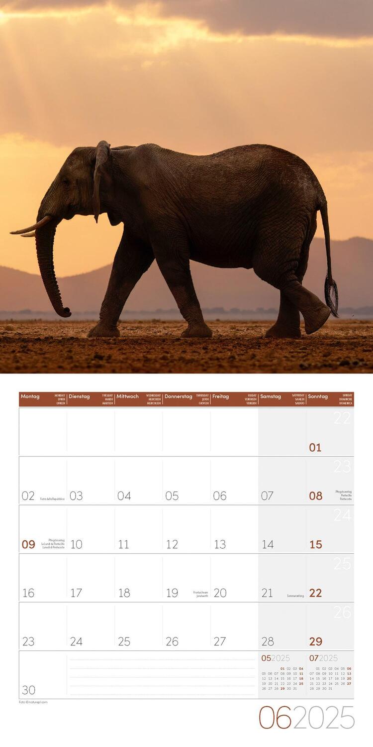 Bild: 9783838445281 | Elefanten Kalender 2025 - 30x30 | Ackermann Kunstverlag | Kalender