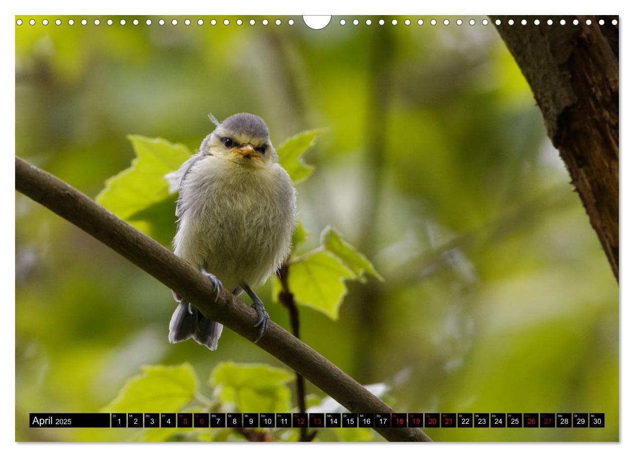 Bild: 9783435028894 | Vogelkinder - Junge Wildvögel (Wandkalender 2025 DIN A3 quer),...