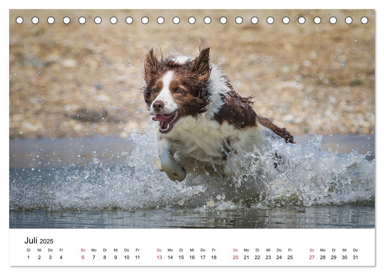 Bild: 9783435190539 | Border Collie - Bunt und clever! (Tischkalender 2025 DIN A5 quer),...