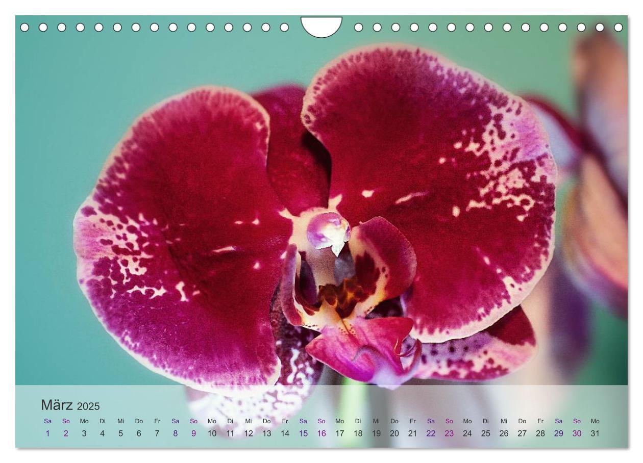 Bild: 9783435689750 | Phalaenopsis - die zauberhafte Welt der Orchideen (Wandkalender...