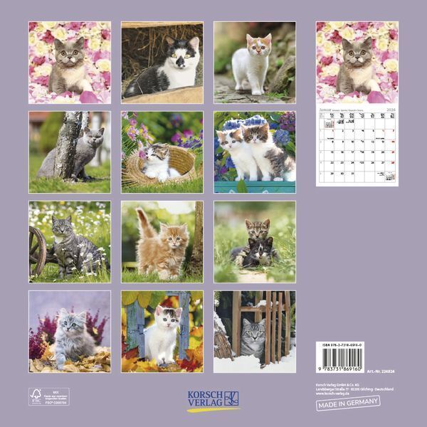 Bild: 9783731869160 | Cats 2024 | Korsch Verlag | Kalender | Englisch Broschur | 13 S.