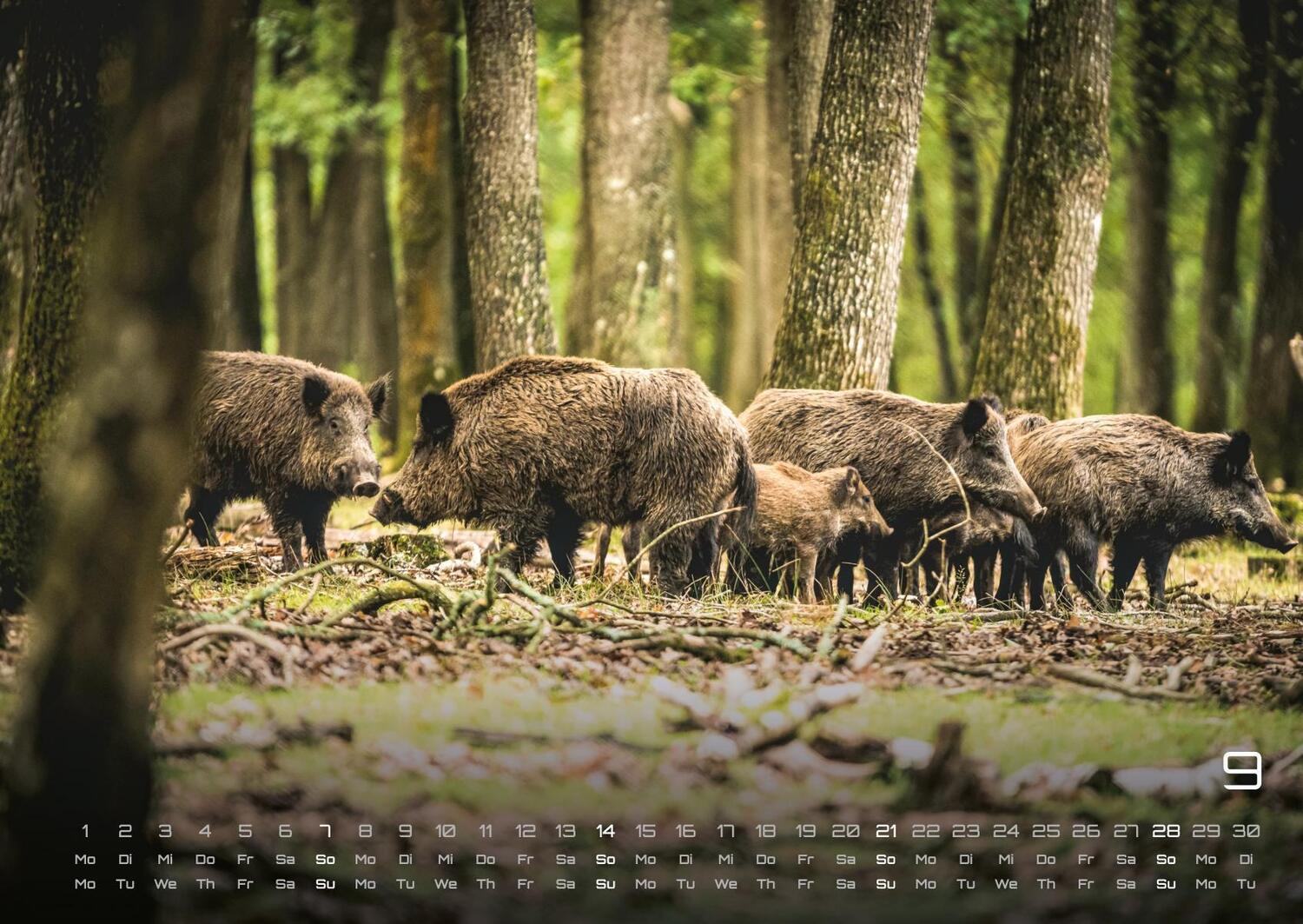 Bild: 9783986734435 | Waldtiere - Heimische Waldbewohner - Der Tierkalender - 2025 -...