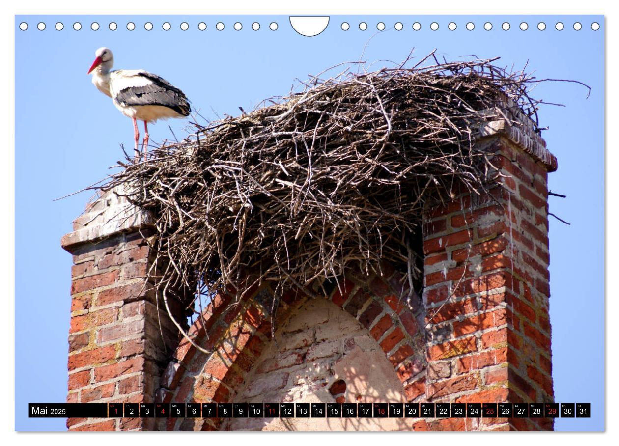 Bild: 9783435217083 | Im Paradies der Störche - Dorfkirchen als Storchkirchen in...