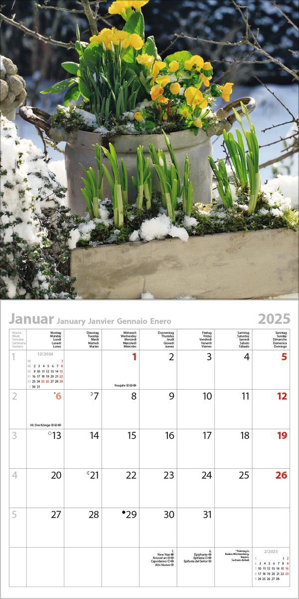 Bild: 9783731875536 | Gartenträume 2025 | Verlag Korsch | Kalender | 13 S. | Deutsch | 2025