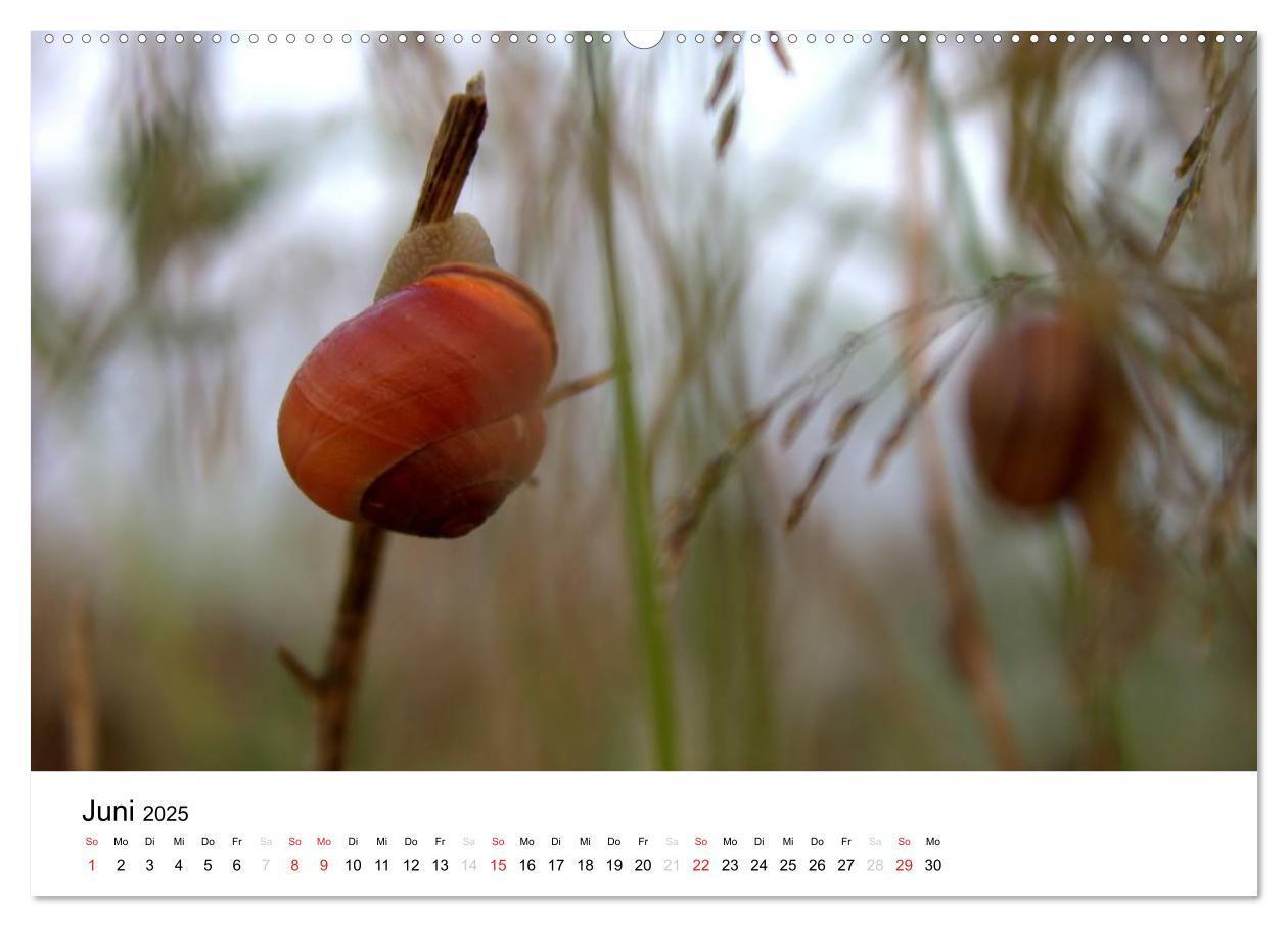 Bild: 9783435693931 | Zarte Natur 2025 (Wandkalender 2025 DIN A2 quer), CALVENDO...